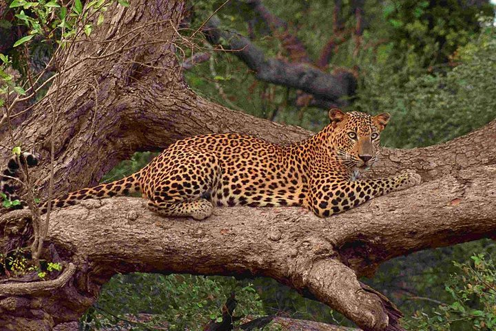 Leopard in Yala 